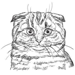 白色背景中孤立的黑色苏格兰折叠猫的矢量手绘肖像猫的单色现实肖像飞毛猫的矢量图解用于设计的图像卡片背景图片