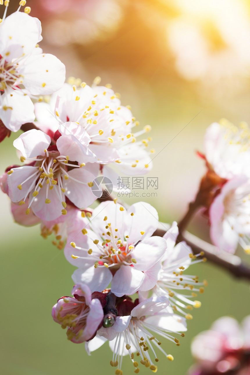 树枝花芽和鲜春天卉背景图片