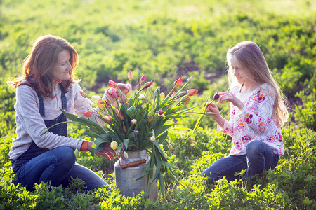 女孩在日落的背景下花园里收集一束郁金香图片
