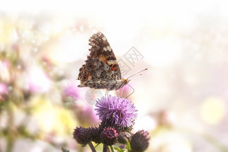 在阳光下花朵紫色的蝴蝶与野花和的超真实夏天形象可爱的蝴蝶在花上觅食图片