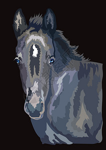 纯种马驹彩色的马画像设计图片