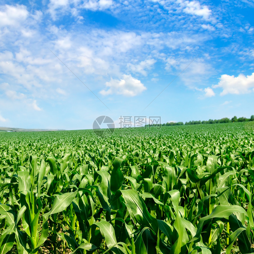 绿玉米田和蓝天空农业景观图片