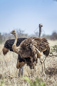 甲状腺肿位于非洲南部Kruge公园的Africanostrich背景