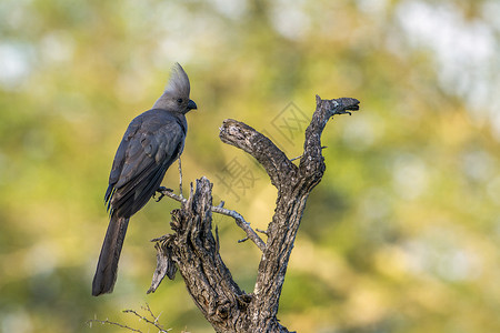 南部非洲Kruge公园灰色远走鸟图片
