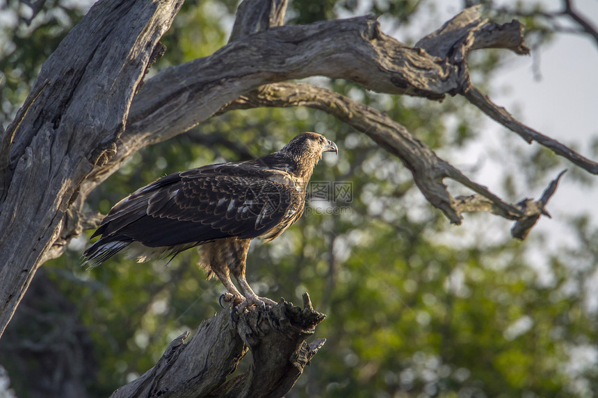 位于非洲南部Kruge公园的Kuge老鹰图片