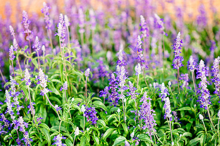 春季紫花或色花朵或花朵图片