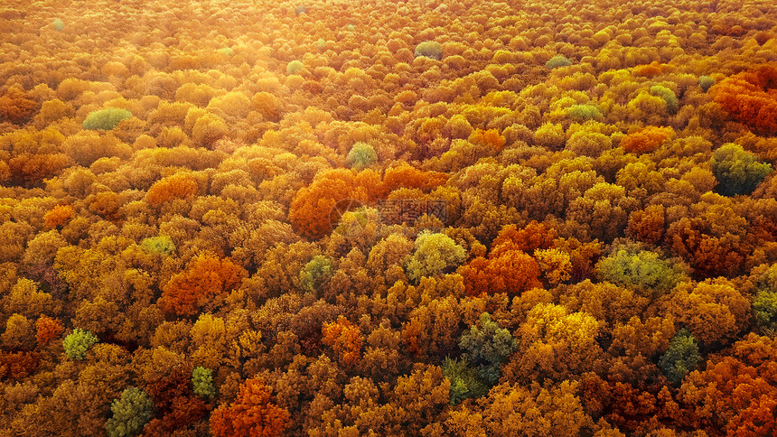 从空中观察秋天森林图片