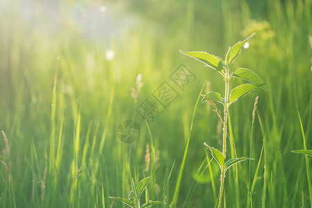 雷维尔清晨在太阳升起的光芒中在夏草原上绿一片红背景