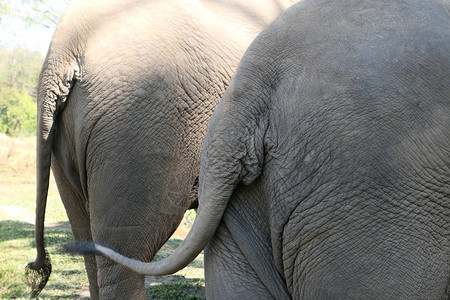 两大象的后方视图图片
