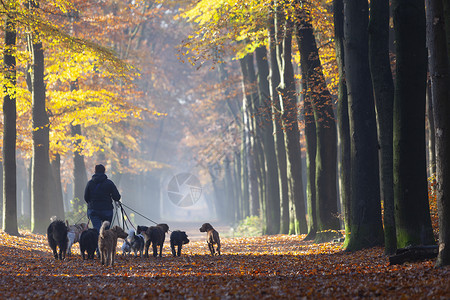 荷兰乌特勒支秋天护林的人与狗图片