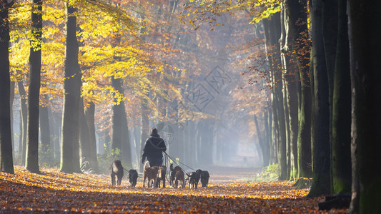 荷兰乌特勒支秋天护林的人与狗背景图片