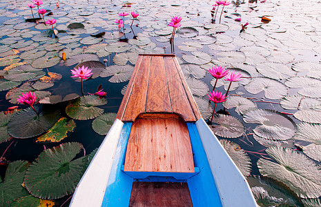 香草湖登陆传统的长尾高清图片