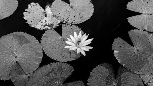 晨光下盛开的百合花纯洁而美丽的热带水植物位于泰国黑白地带图片