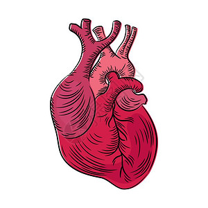 医学教育图心脏图片