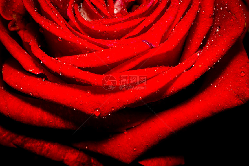 盛装明亮的红玫瑰紧贴起来纪念日的背景图片