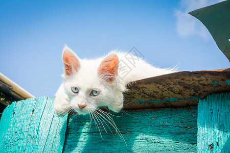 可爱的白小猫蓝眼睛土豆安哥拉享受夏天的一高清图片