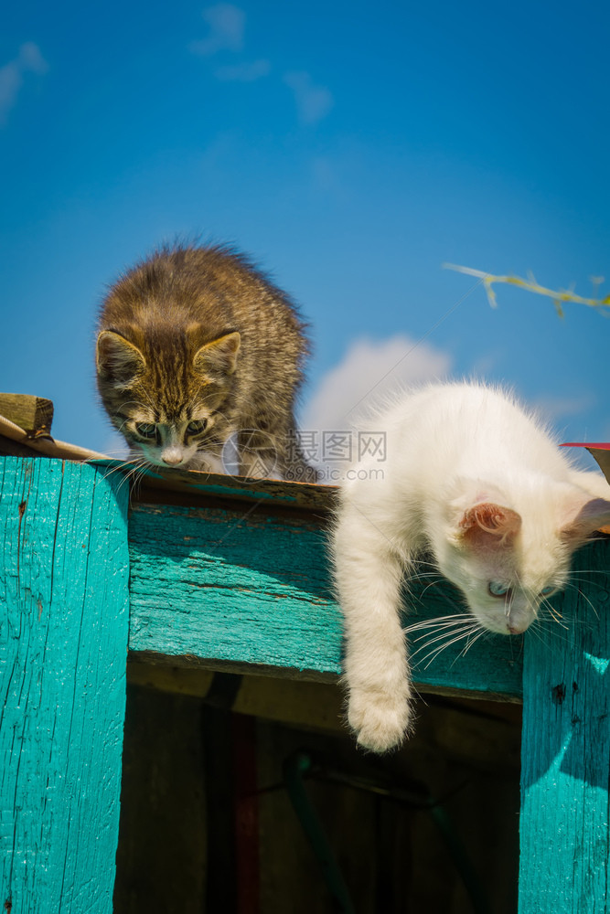 可爱的白小猫蓝眼睛土豆安哥拉享受夏天的一图片