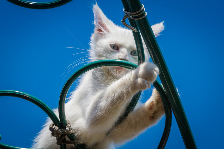 可爱的白小猫蓝眼睛土豆安哥拉享受夏天的一图片