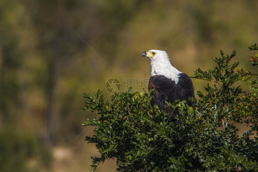 位于非洲南部Kruge公园的非洲鱼鹰图片