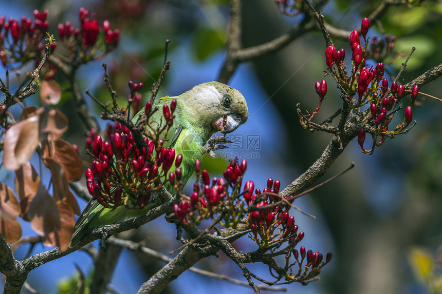 非洲南部Kruge公园的鹦鹉图片