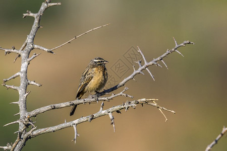 利比乌斯南非洲Kruge公园的鸟背景