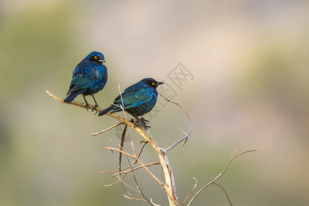 在非洲南部的Kruge公园中的蓝额红尾鸽背景图片