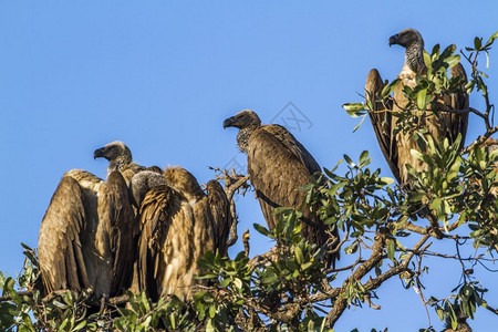 南非洲Kruge公园的兀鹫图片
