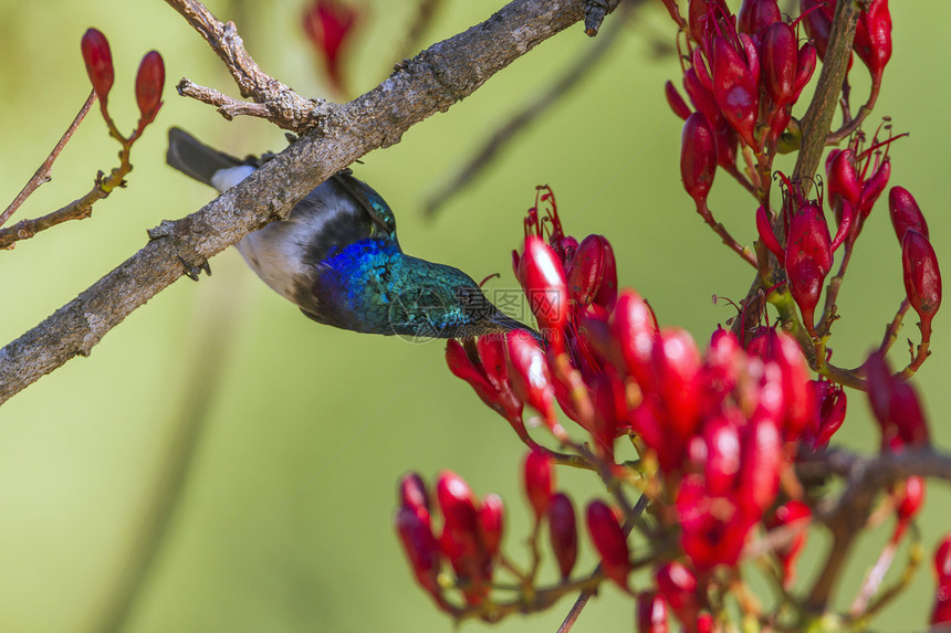 非洲南部的Kruge公园的蜂鸟图片
