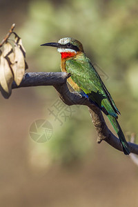 非洲南部Kruge公园的食蜂鸟高清图片
