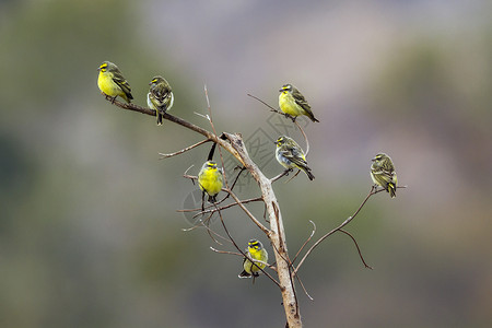 非洲南部Kruge公园的黄雀高清图片