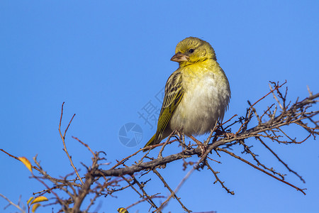 非洲南部Kruge公园的黄边金丝雀背景图片