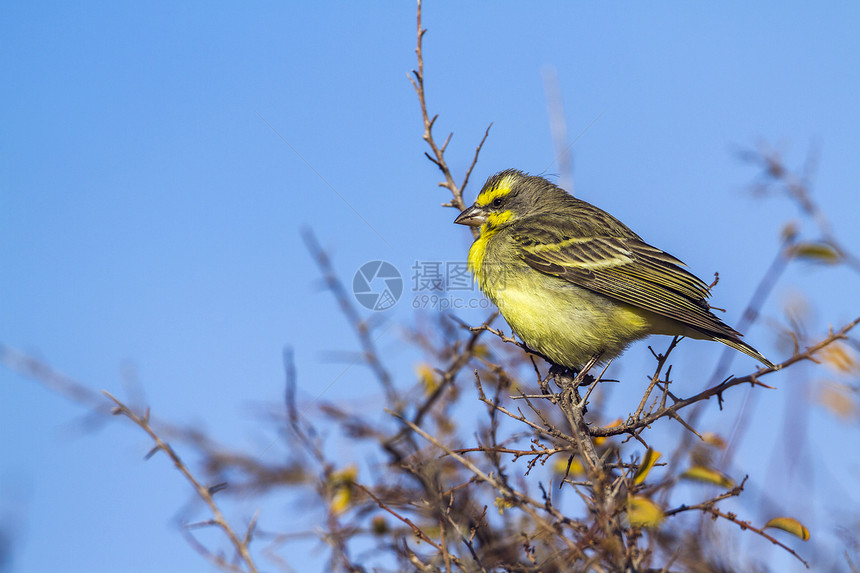 非洲南部Kruge公园的黄边金丝雀图片