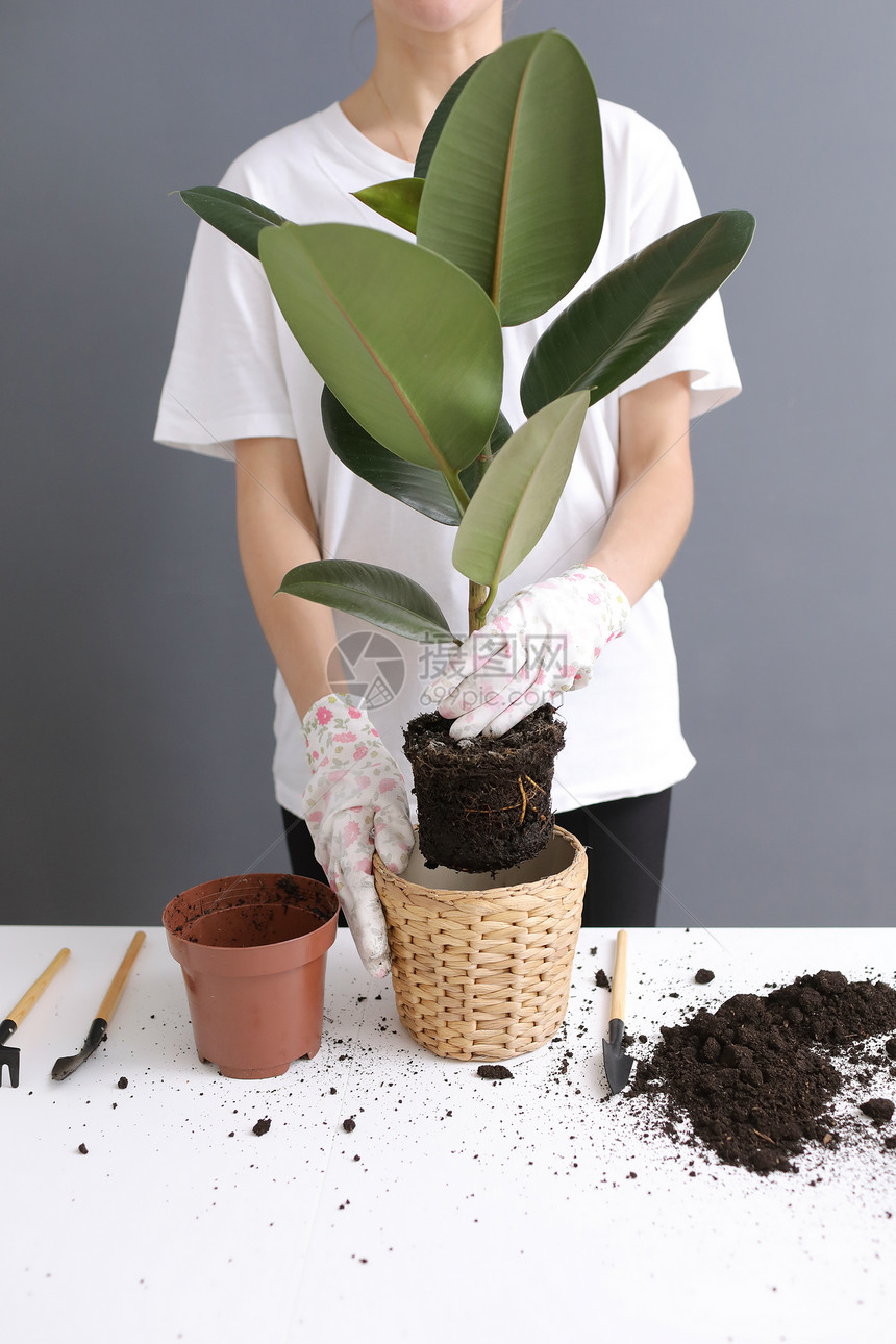 妇女将花粉重新植入的维杰锅中在家里进行庭移植年轻美丽的女照料室内植物扫描禽种的风格最低要求花店生态友好图片