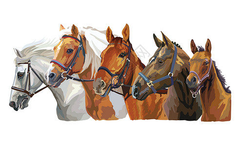 纯种马驹一组色彩多的矢量现实马种肖像在剖面中看一群在白色背景中被孤立的状马矢量多彩肖像背景