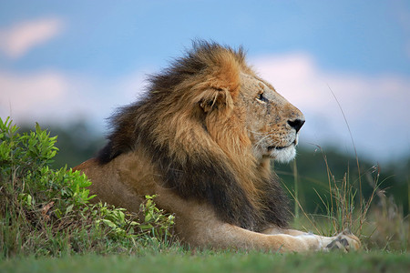 非洲男狮子侧面肖像PantherLoMsimr预备队Kenya背景图片