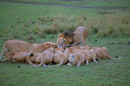 狮子们的骄傲享用斑马杀赛拉预备队肯雅背景图片