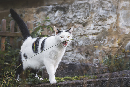 邪恶柴郡猫猫咬草线盯着相机猫用黄色的眼睛和在农村环境中张嘴白猫用黑斑点背景