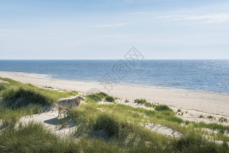 蓝水沙滩草丘和绵羊的海滩景观在锡尔特岛德国北海滨夏季目的地图片