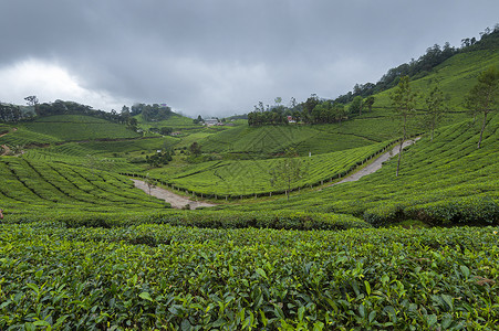 昆坦库拉姆茶叶种植穆纳尔卡拉因迪亚背景