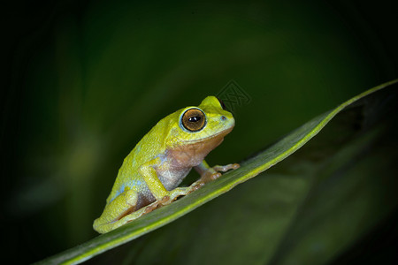 小眼睛kald滑翔式青蛙或朗比亚飞rhacoprusCalcdensi替代rhacoprusbedomiKeralIndi背景