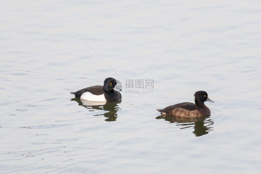 鸭对图片