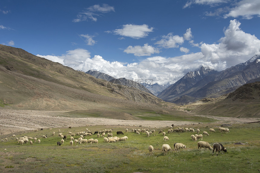 牧羊沙拉撒吐司羊毛印度语图片