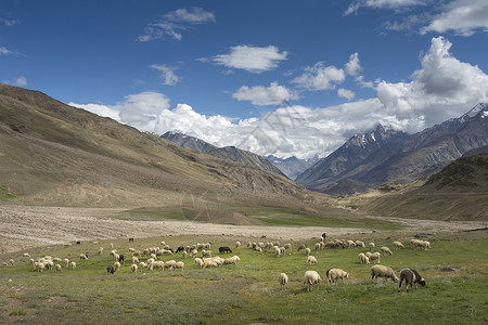 巴什拜羊牧羊沙拉撒吐司羊毛印度语背景