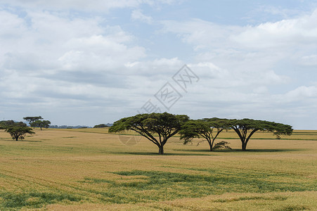 Kenya靠近纳罗克的风景高清图片