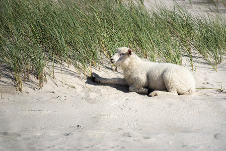 一只羊坐在沙地上图片