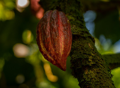 种植在哈瓦伊河覆盖的树枝上在哈瓦伊河覆盖的树上苔种植红可水果图片