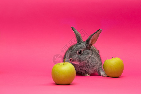 小灰兔苹果在粉红背景上图片
