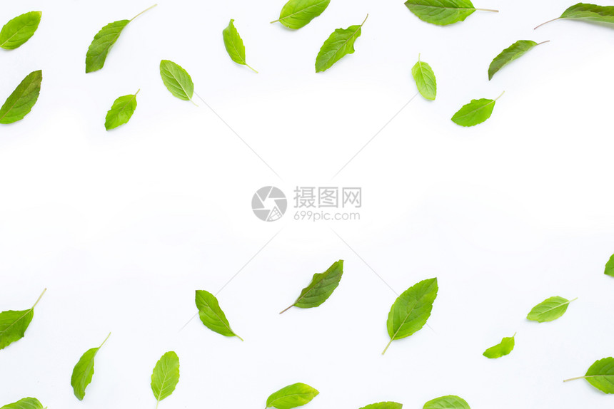 白色背景的新鲜圣树叶复制空间图片