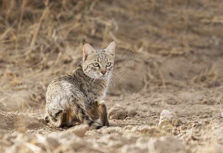 沙丘猫沙漠猫猫咪玛格丽塔贾萨尔默拉贾斯坦邦印度背景
