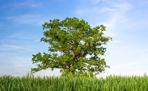 一棵古老的树枝桠硕大绿叶茂盛孤零零地矗立在蓝天下绿谷绿叶的夏日景色背景图片